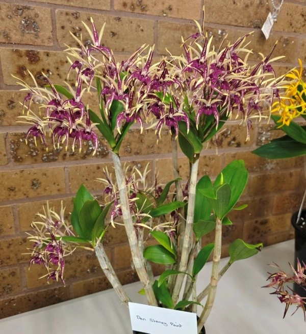 Dendrobium Stoney Point.jpg