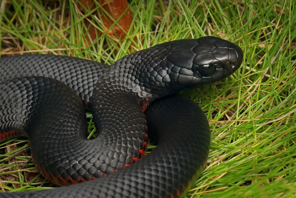 Red-bellied.jpg