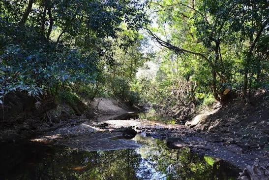 lane cove.jpg