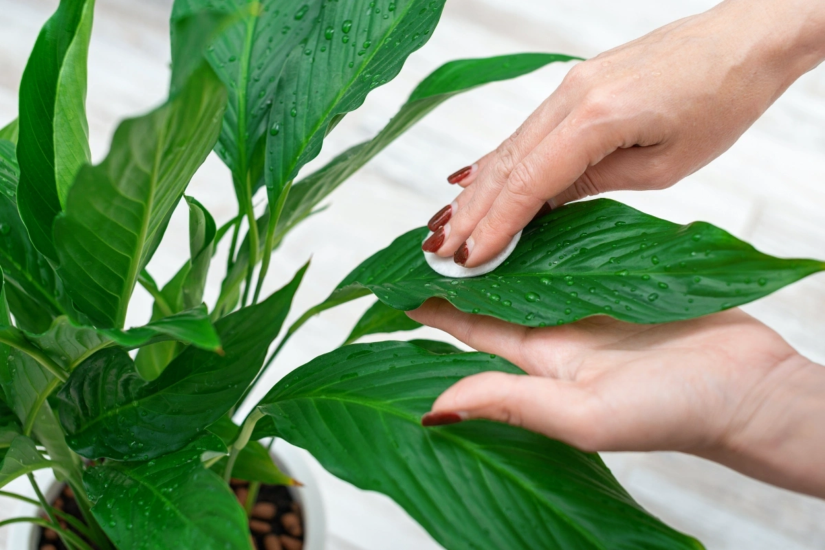 Plant care.webp