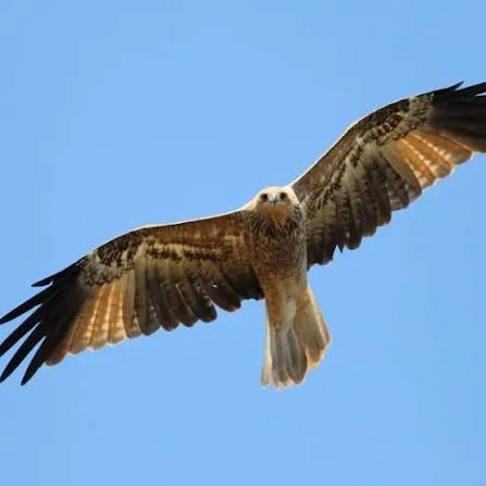 Whistling Kite.jpg