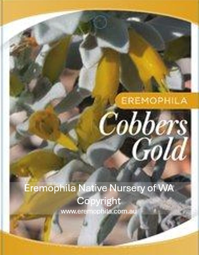 Cobbers GOld.png
