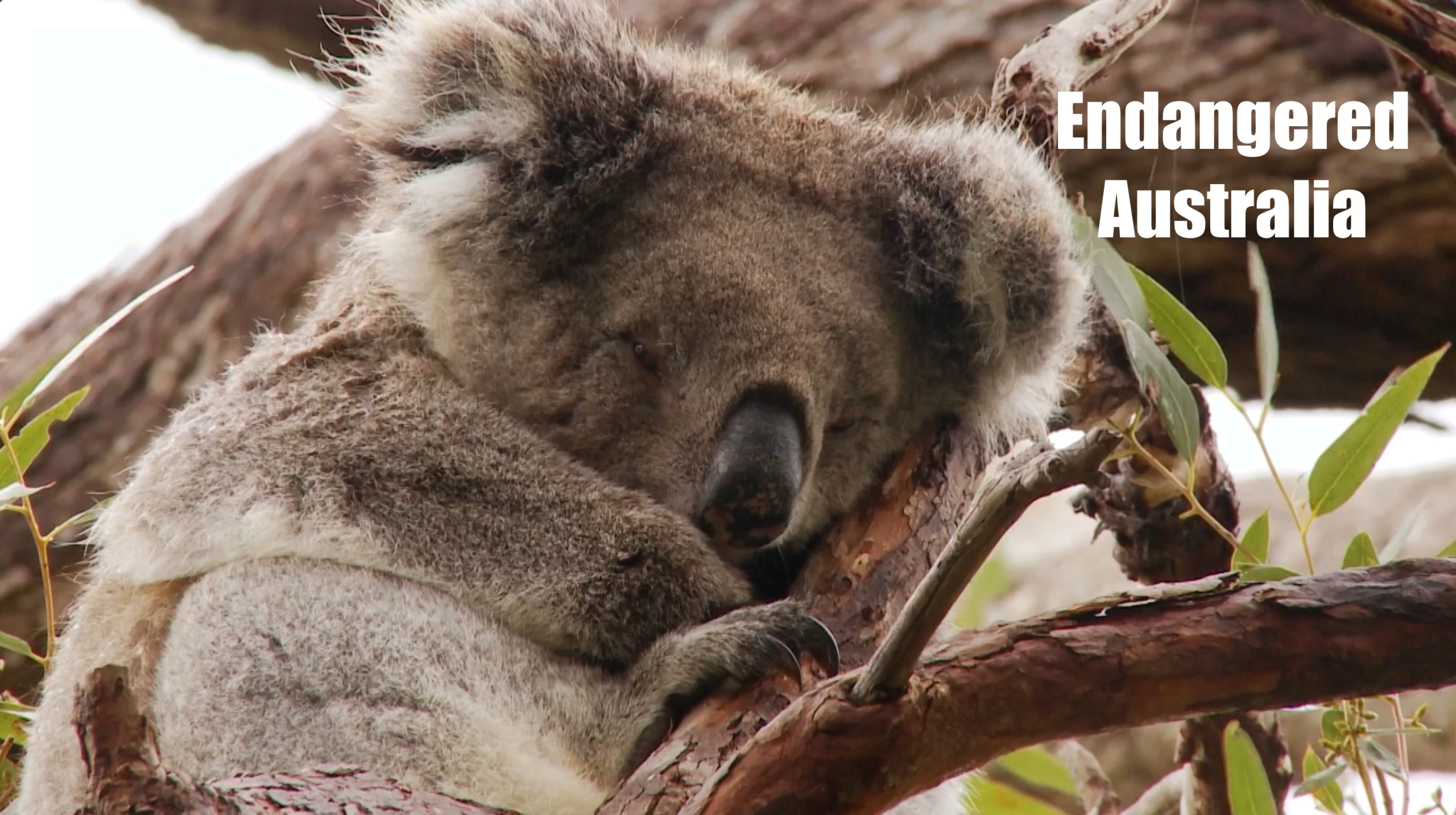 Endangered Australia.jpg