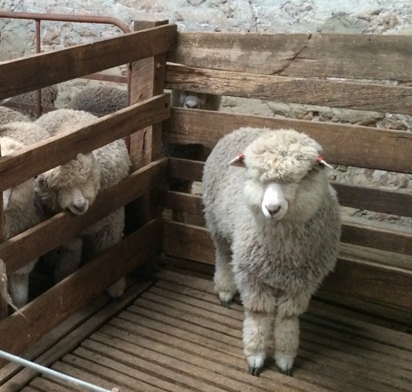 Sheep7.png