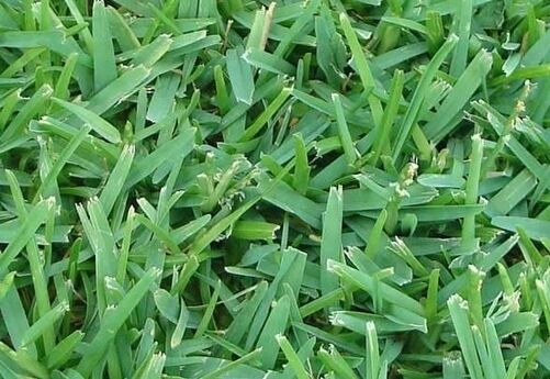 palmetto.jpg