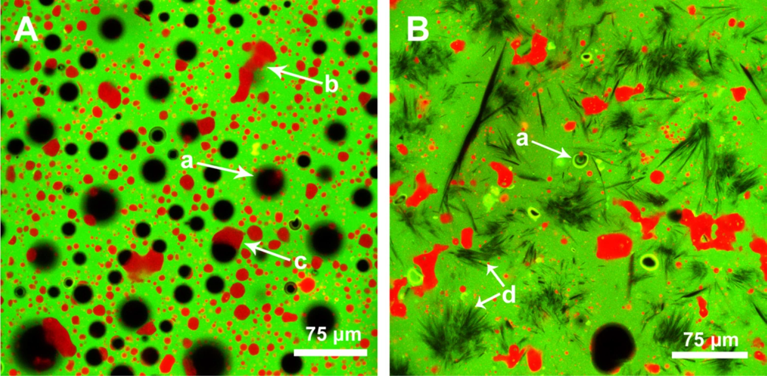 confocal protein bars.jpg