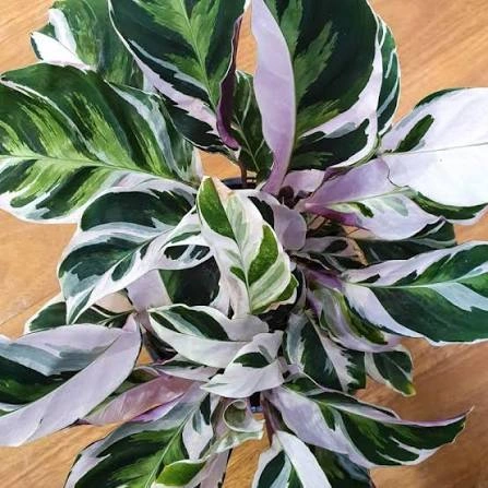 Calathea white fusion.jpg