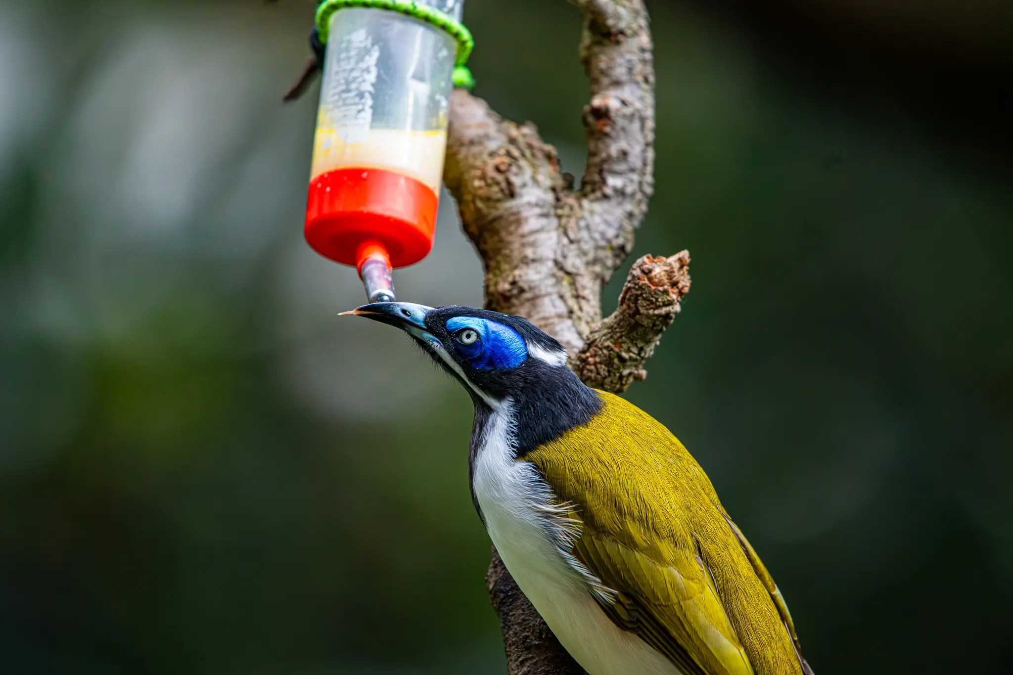 birdy5small.jpg