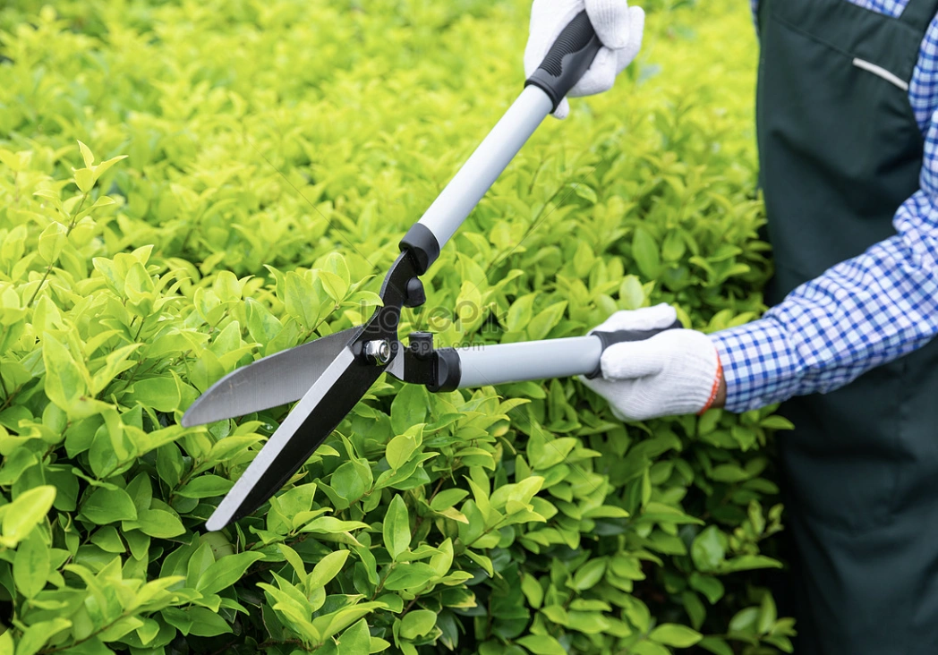 Pruning.png