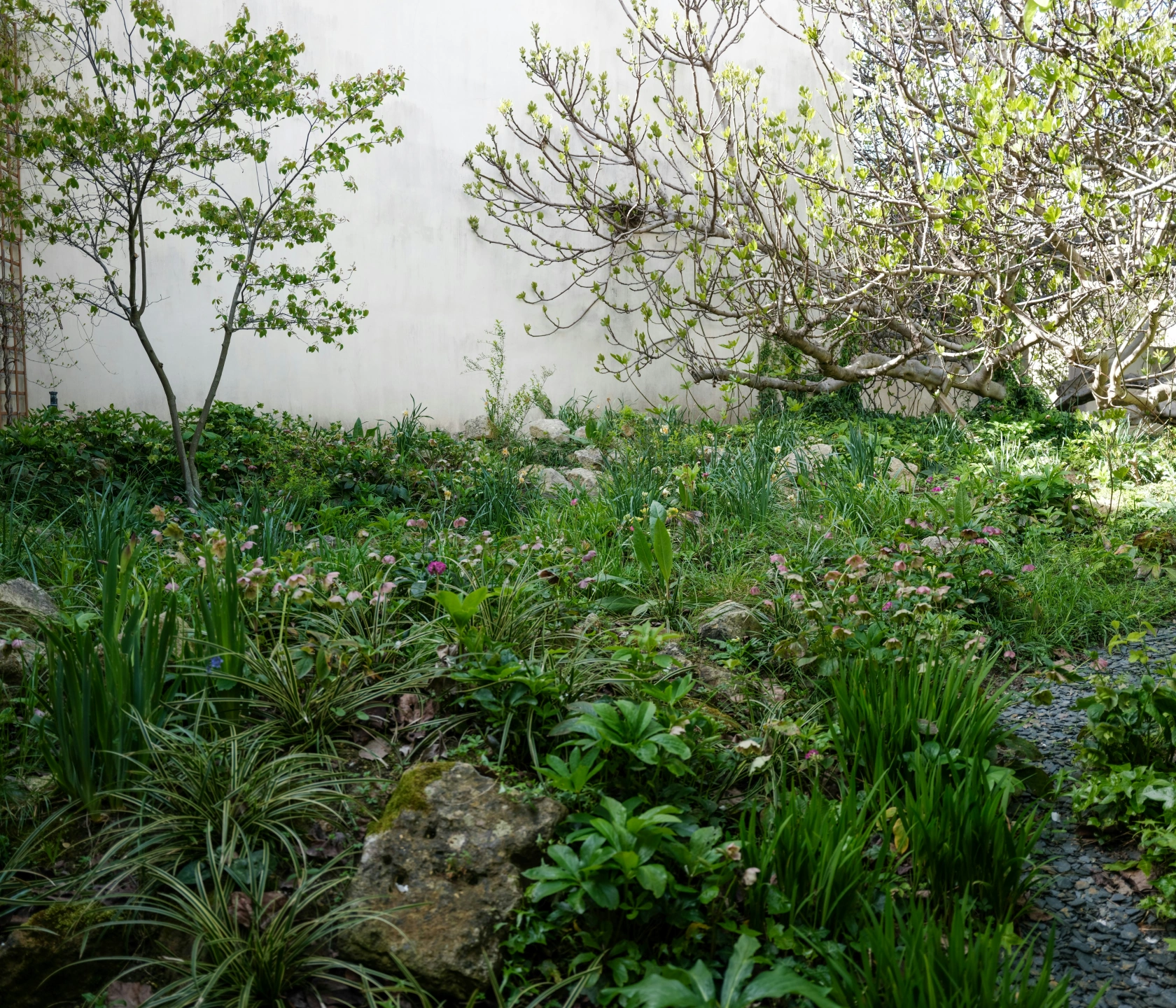 Overgrown garden.jpg