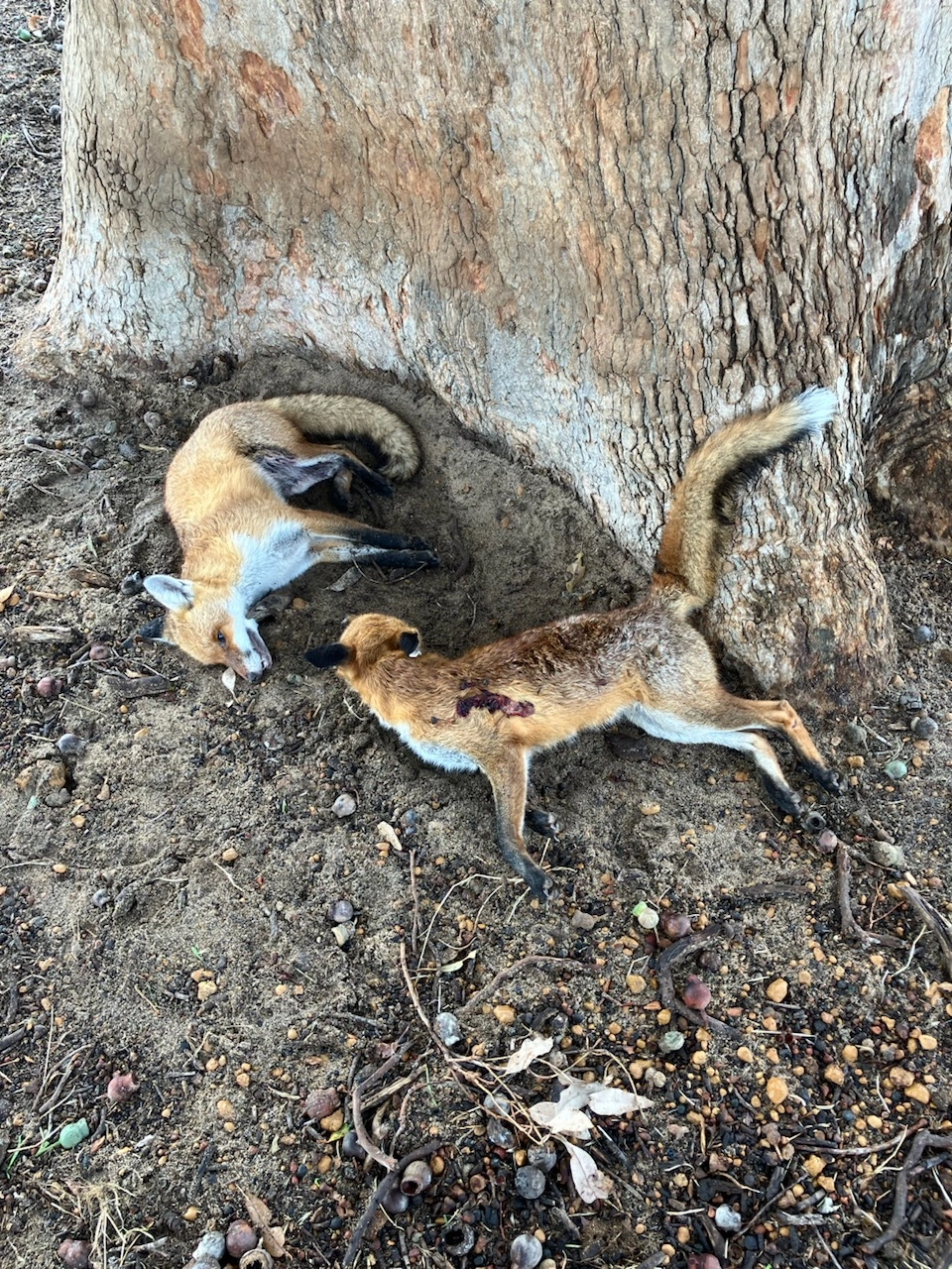 Mike Burkett 2 x Fox May 2024.jpg