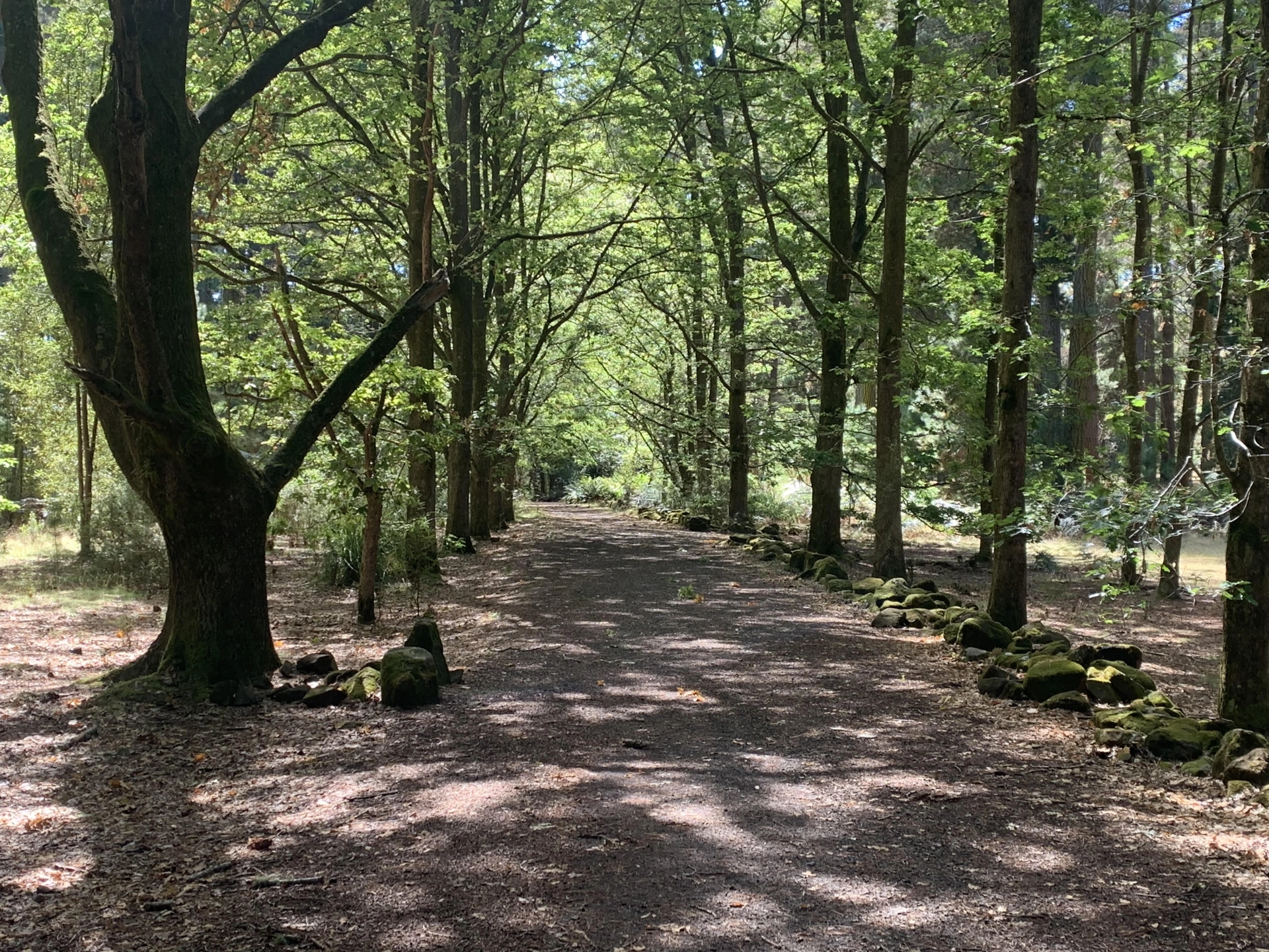 shady path.jpg