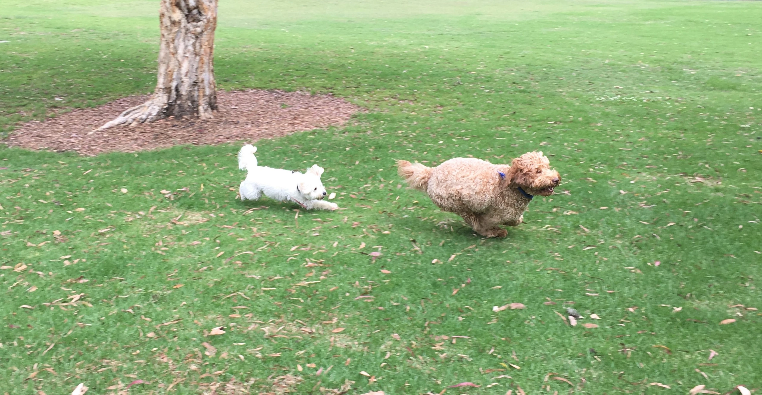 IMG_7417 Ziggy & Snowy.jpg