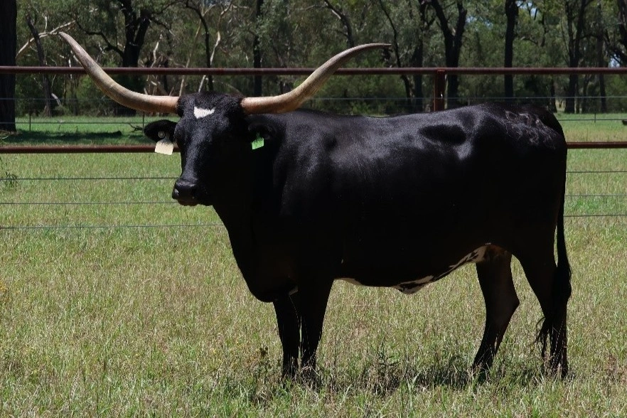 D 7 SPUR CINDERS 1924.jpg