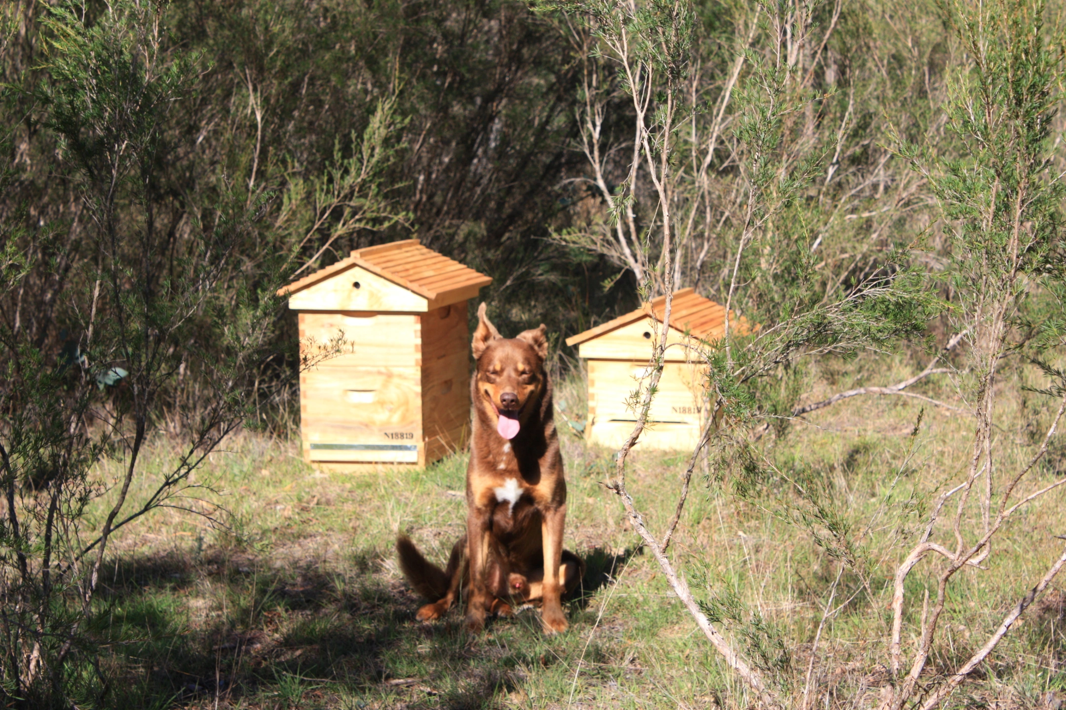 rusty with beehives.JPG