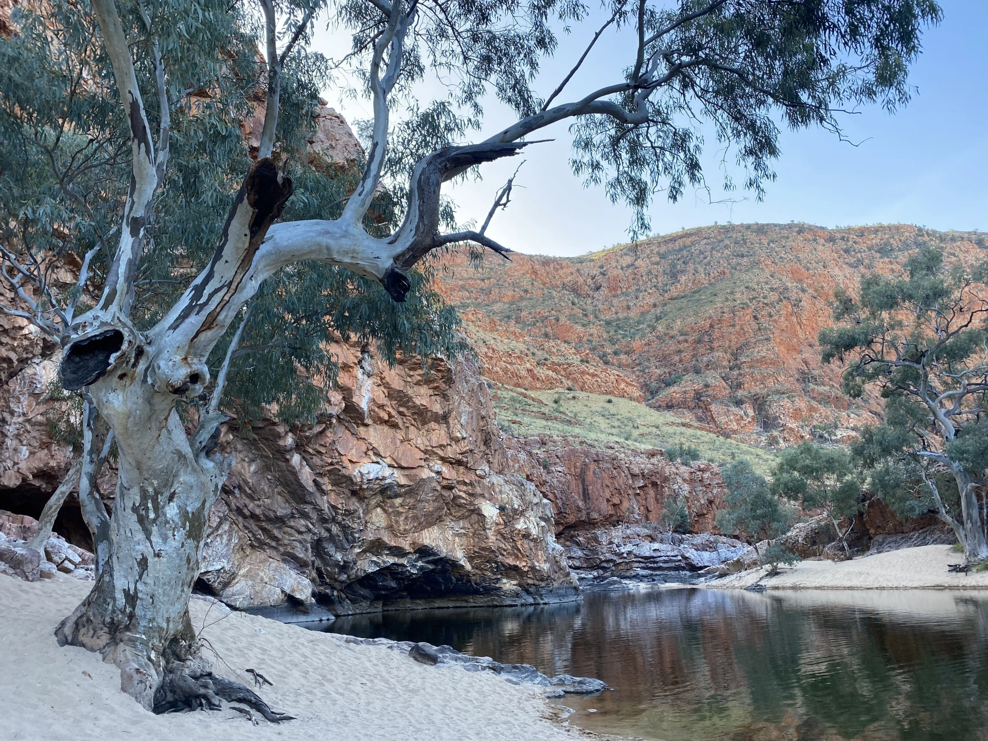 Eucalyptus camaldulensis (1).jpg