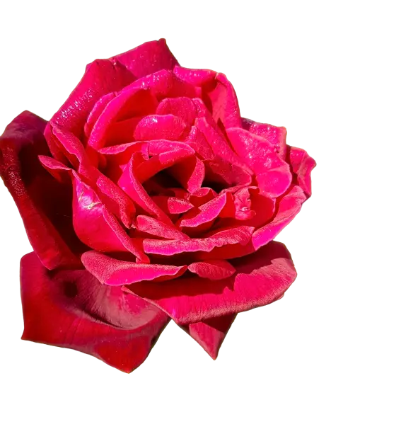 20200425_101612 Flower 1.png