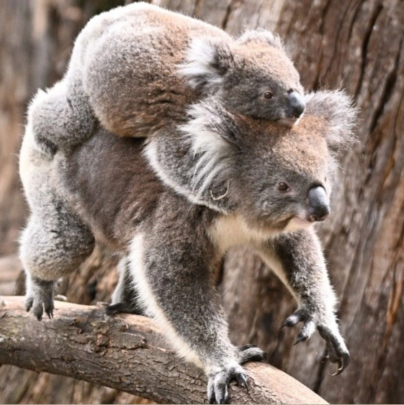 koala.jpg
