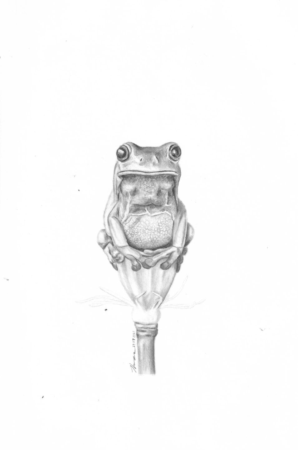 Frog Drawing Scaned.jpg