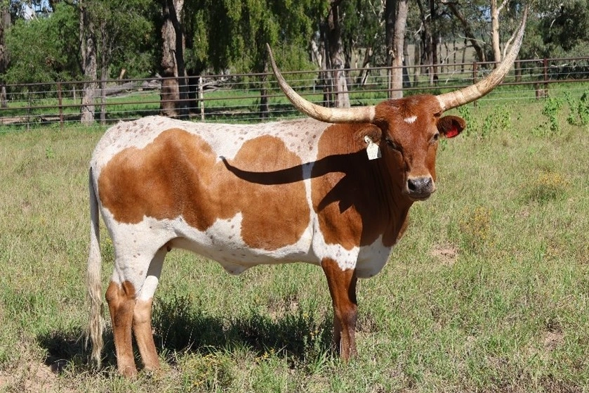 D 7 SPUR  DIXIE CHICK T15.jpg