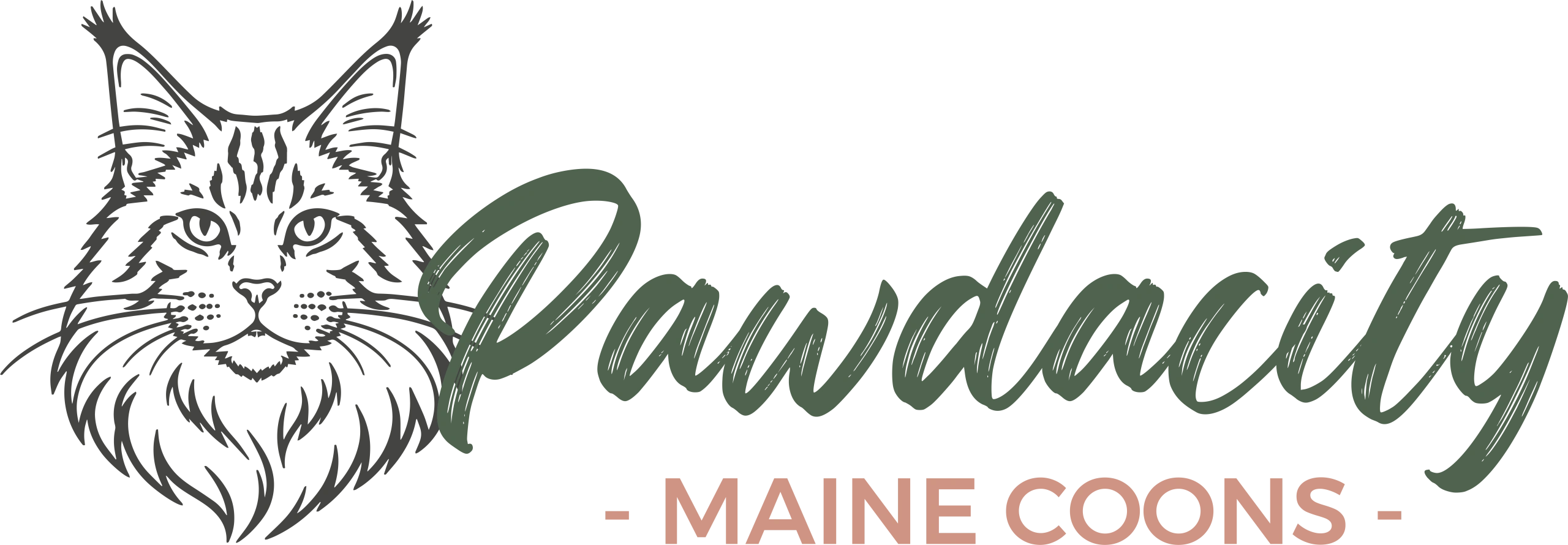 Pawdacity Maine Coons