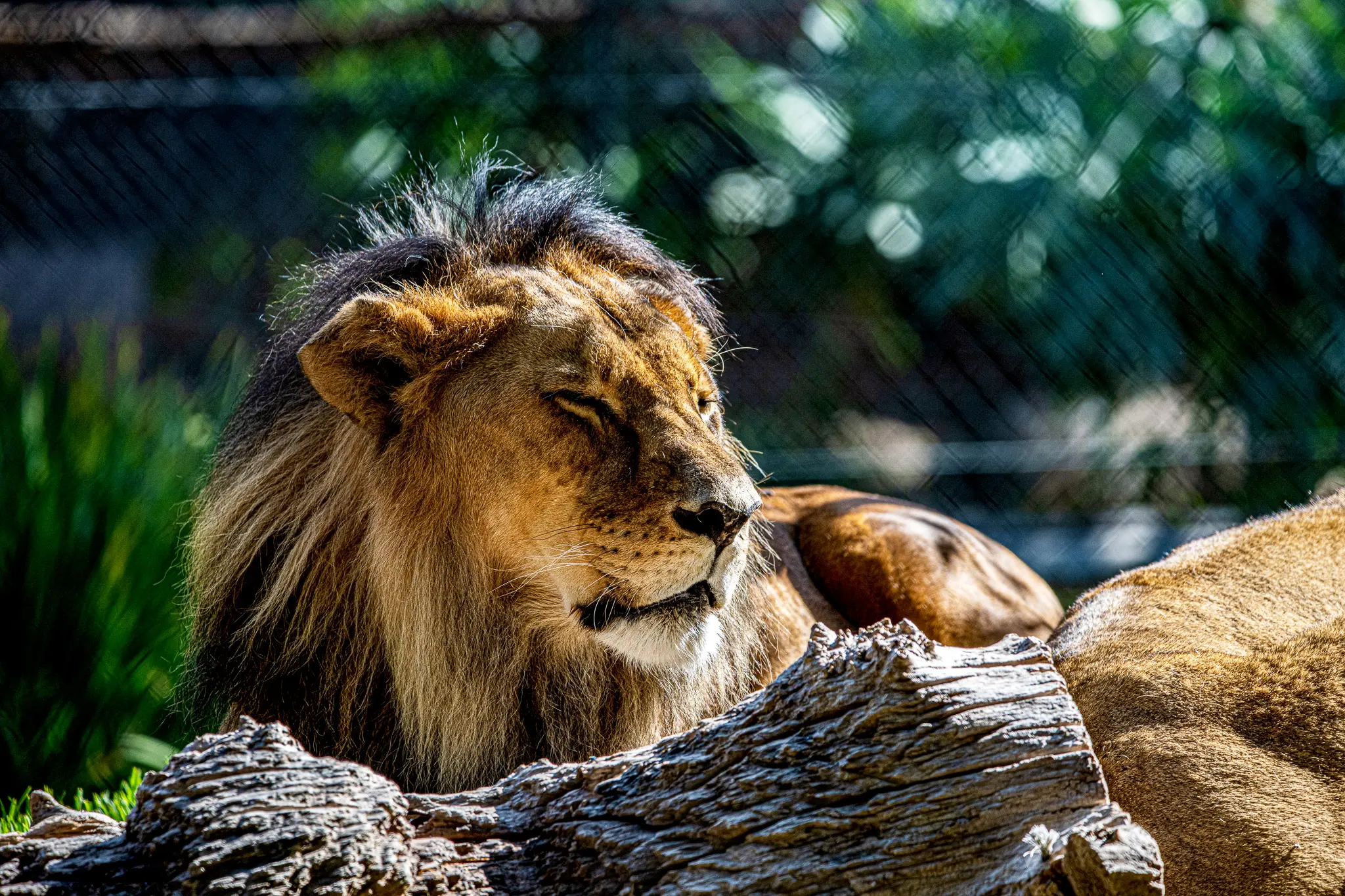 lion3.jpg