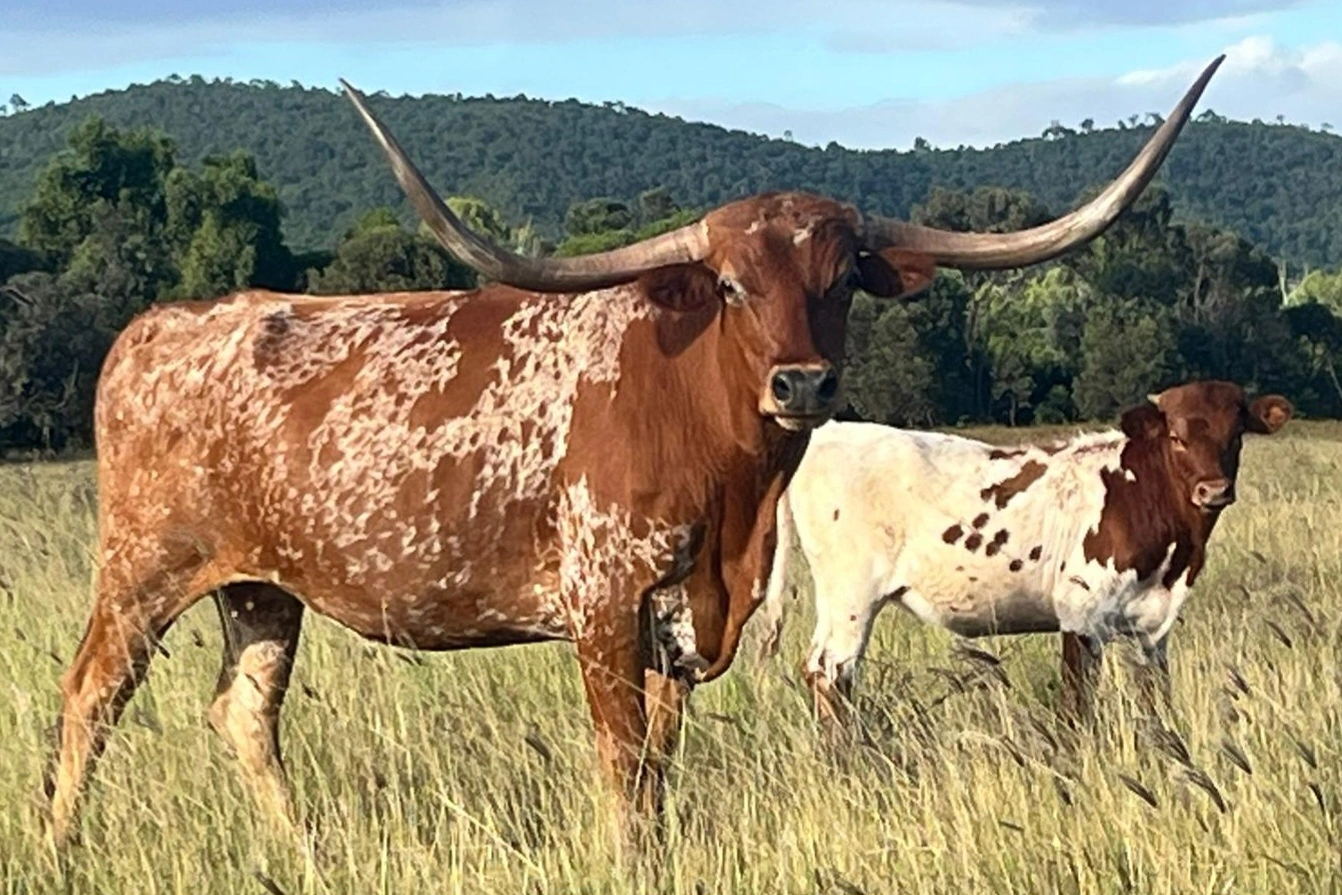 Diamond & Solitaire.jpg