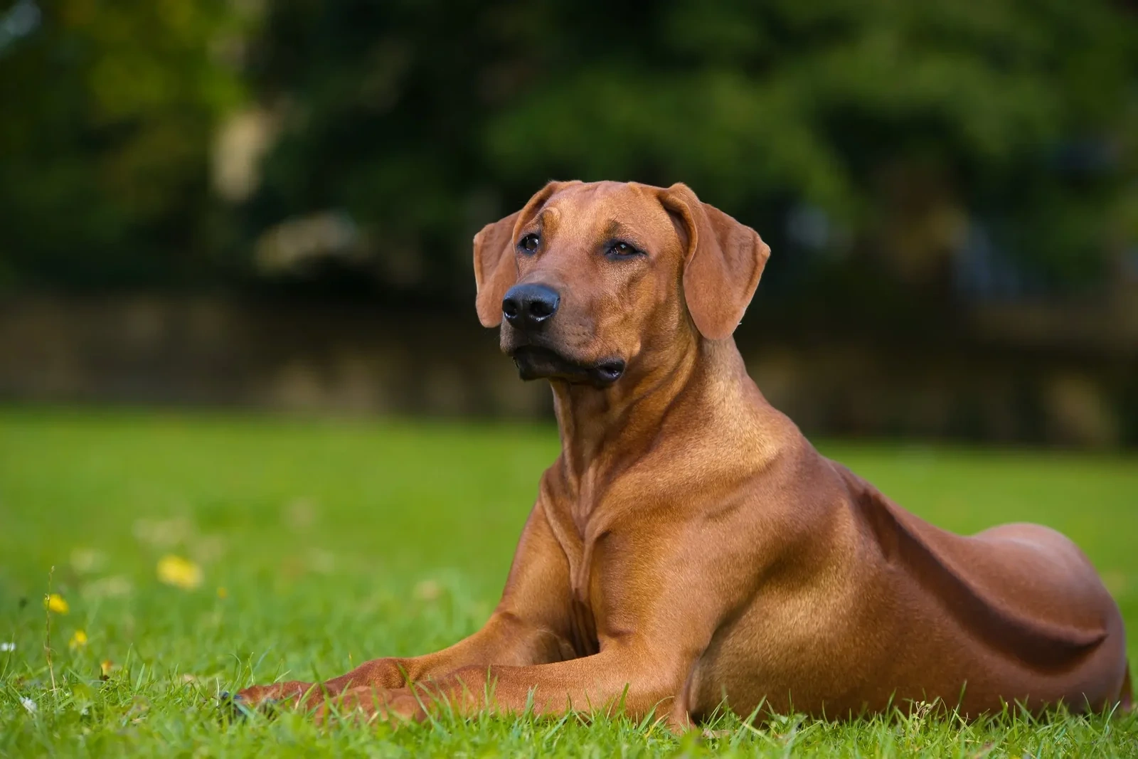 rhodesian_ridgeback_dog_.webp