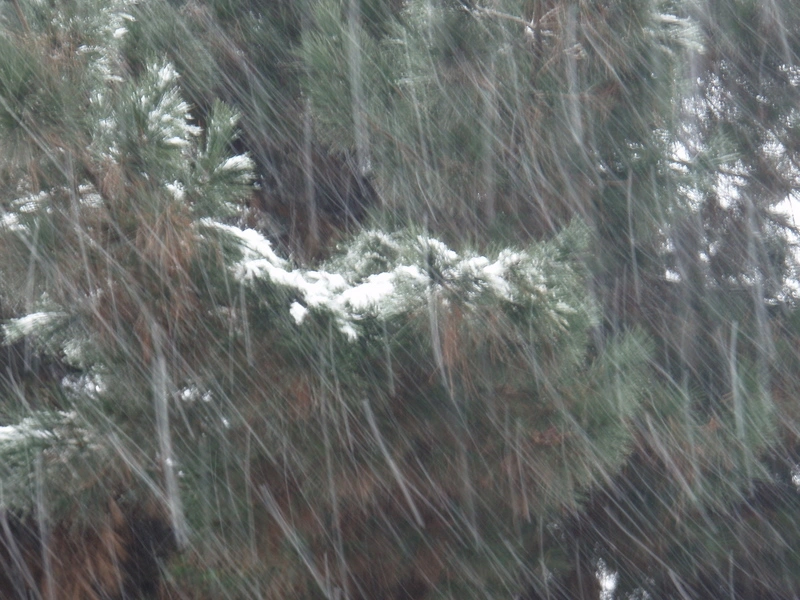 P1032750.JPG