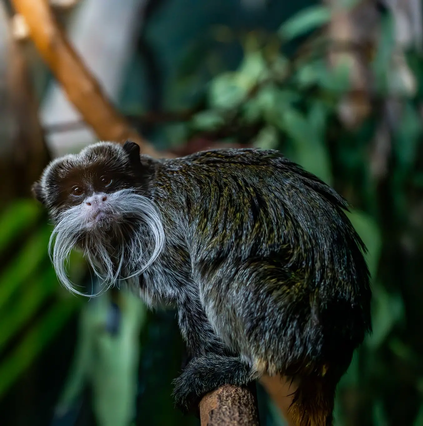 monkeyinstagram2.jpg