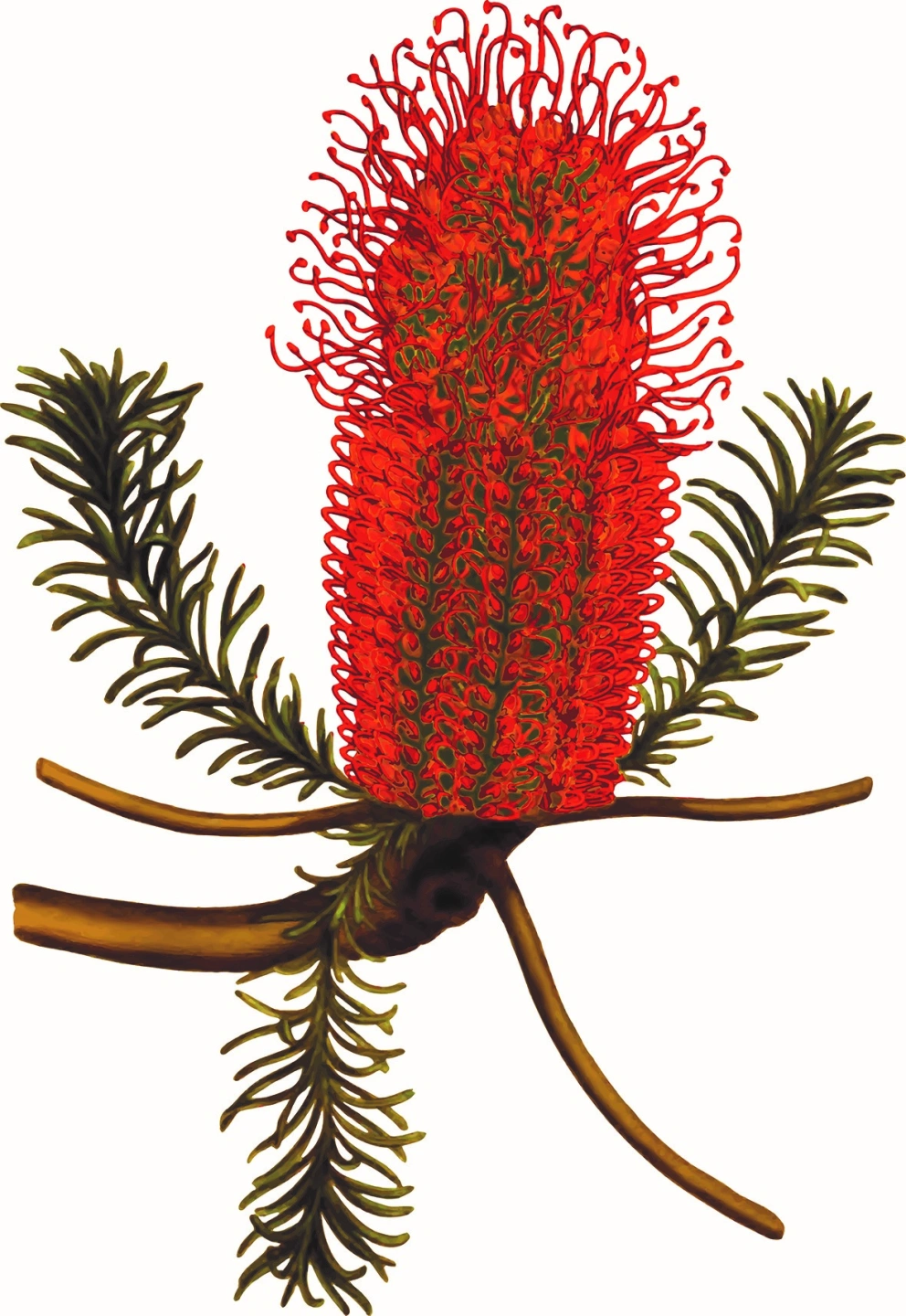 Banksia BAS Services Pty Ltd