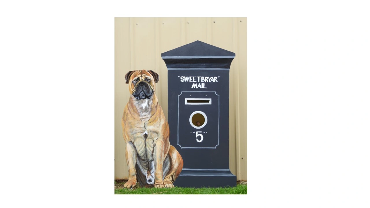 Bullmastiff and Letterbox (resize).jpg