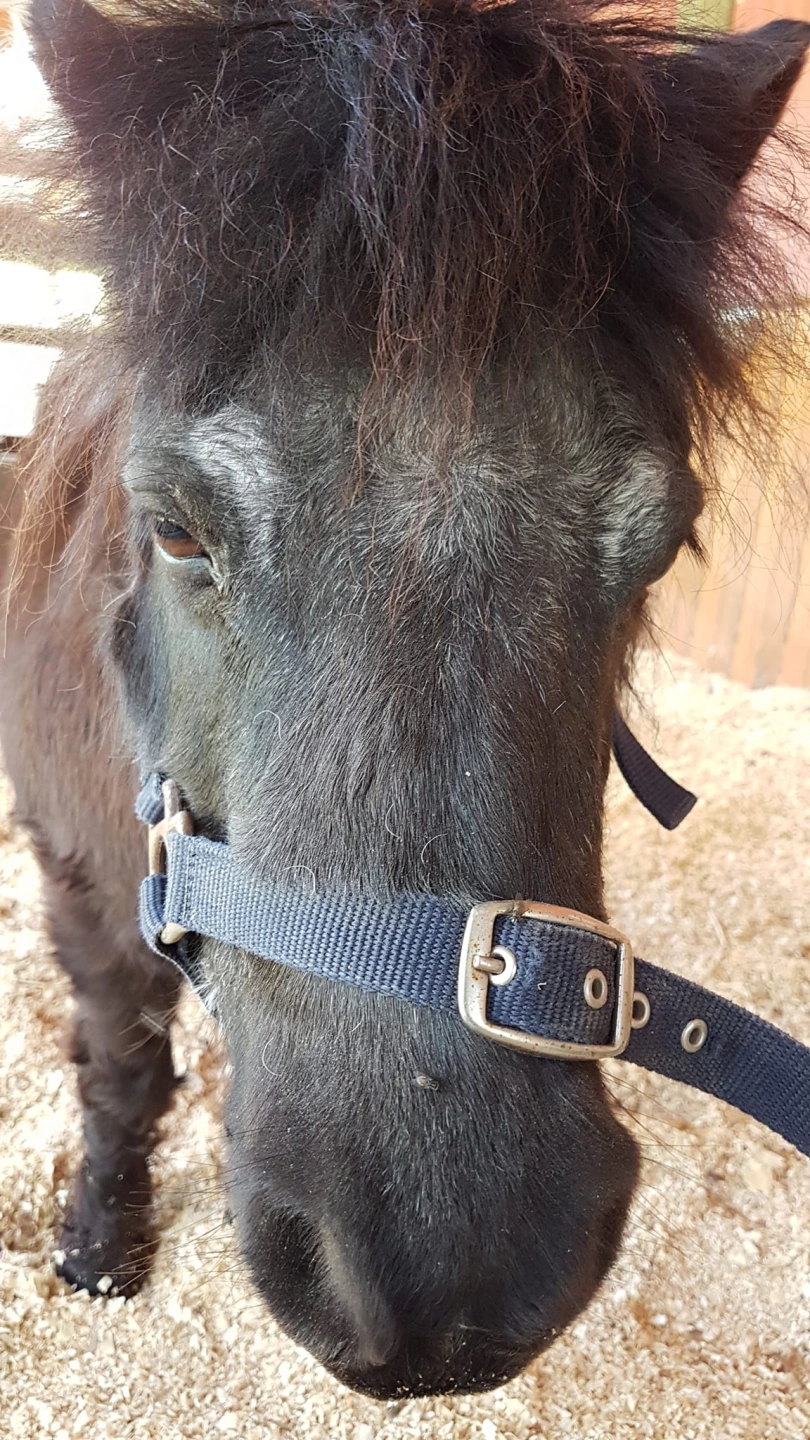 pony face.jpg