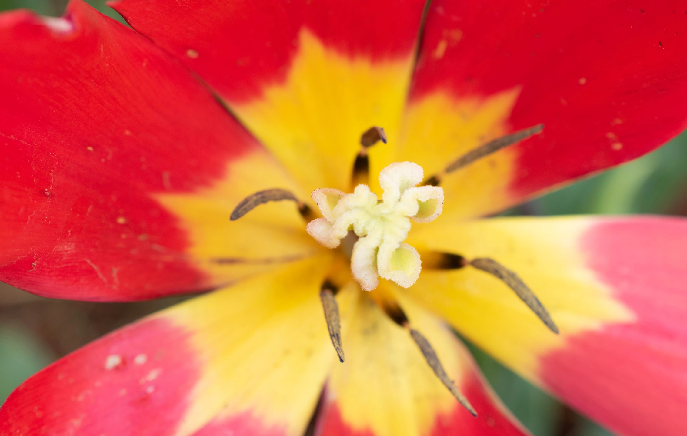 Tulips-5.webp