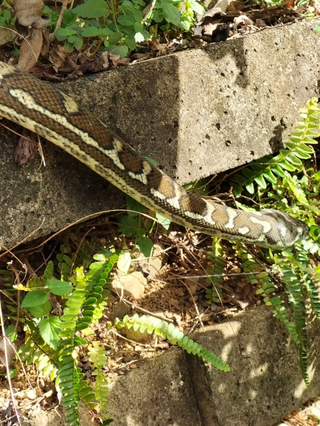 IMG20250620124426.jpg