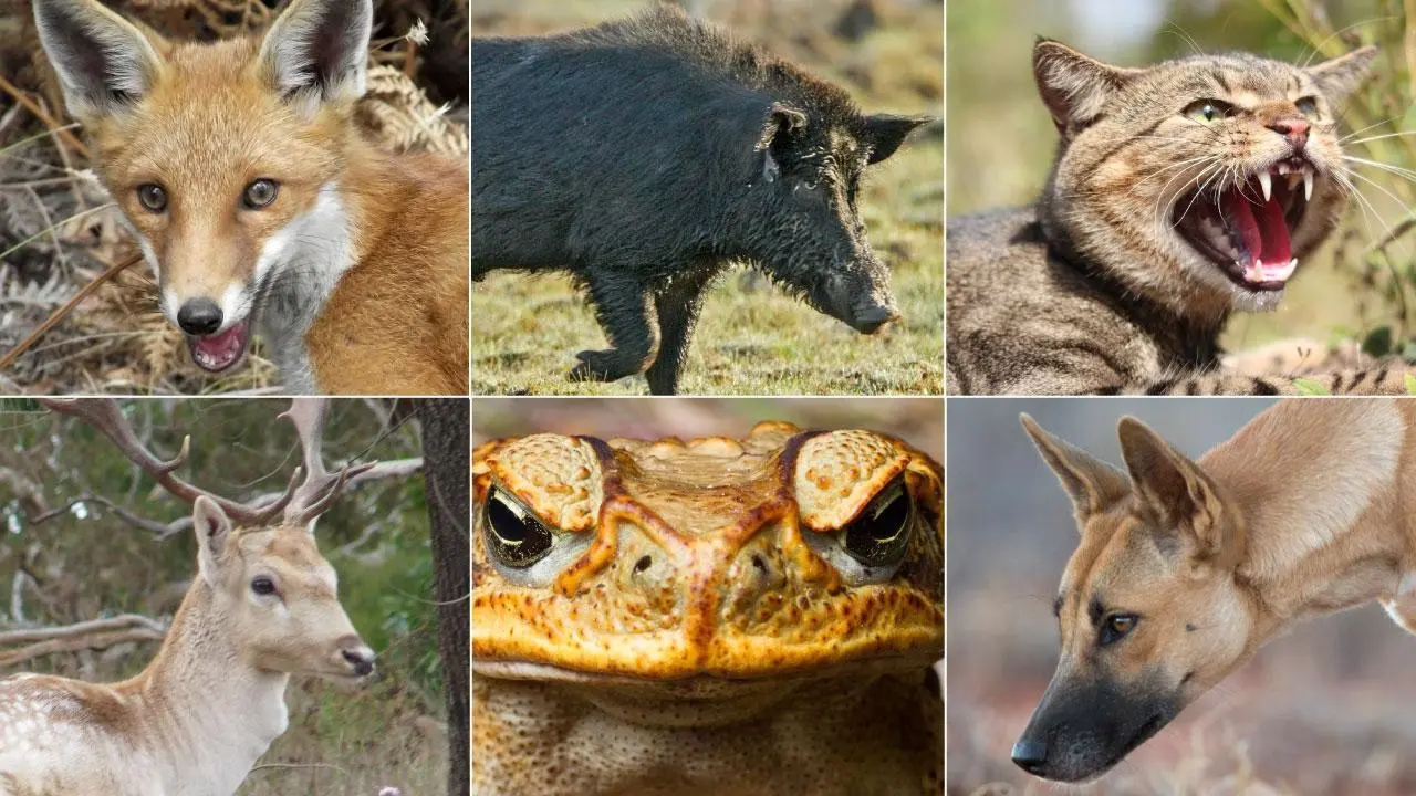 Feral Wild Animals general.jpeg