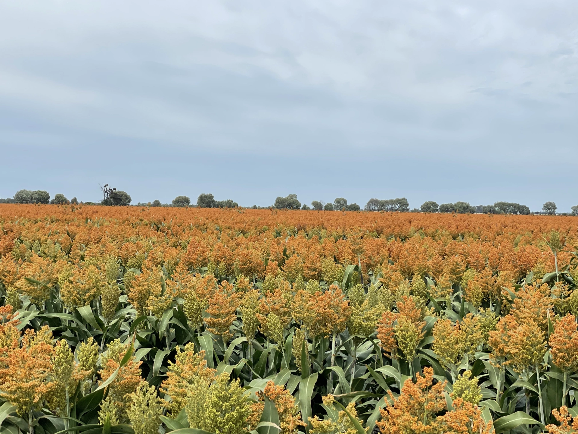 SORGHUM 2026.jpeg