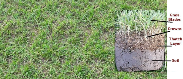 lawn-cross-section-thatch-600x260.png