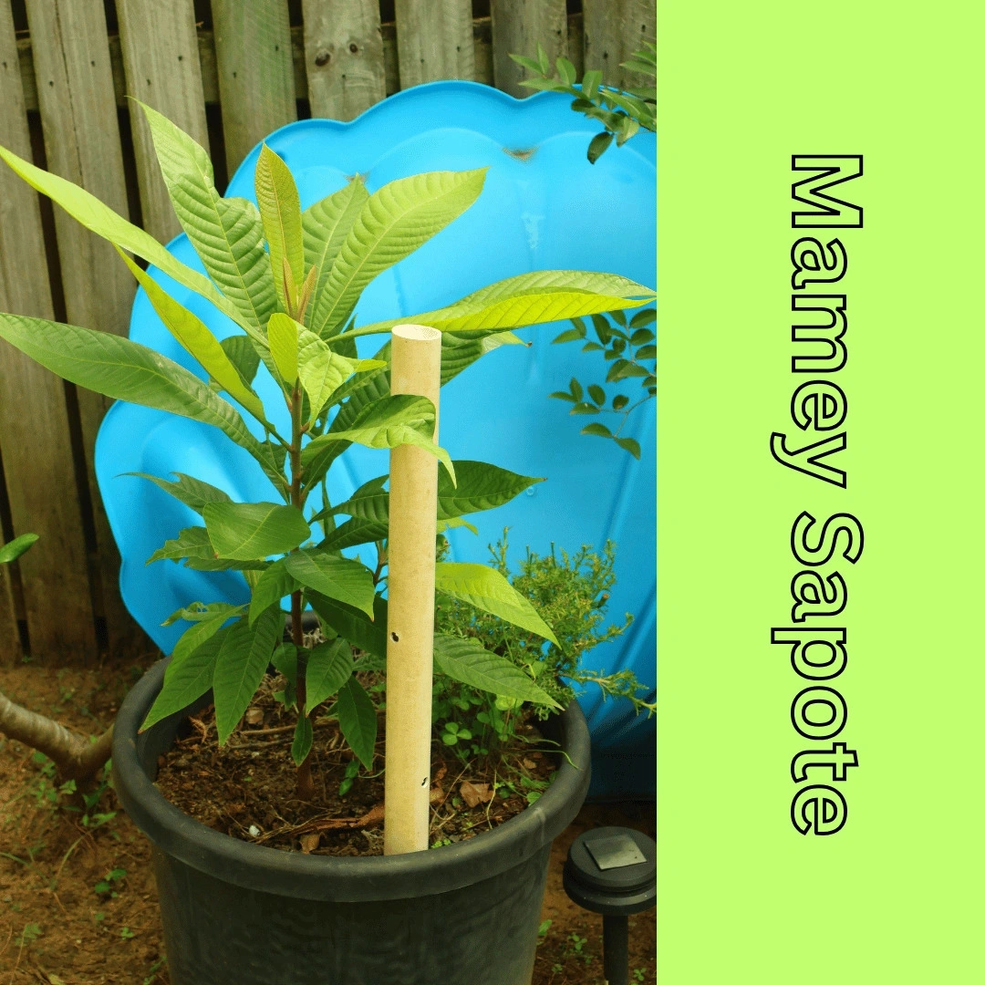 Mamey Sapote - QLD Sprouted (1).png