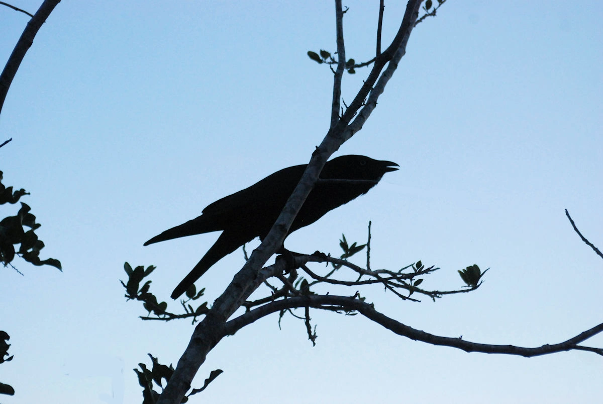 Crow 1.jpg
