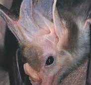 Ghost Bat.jpg