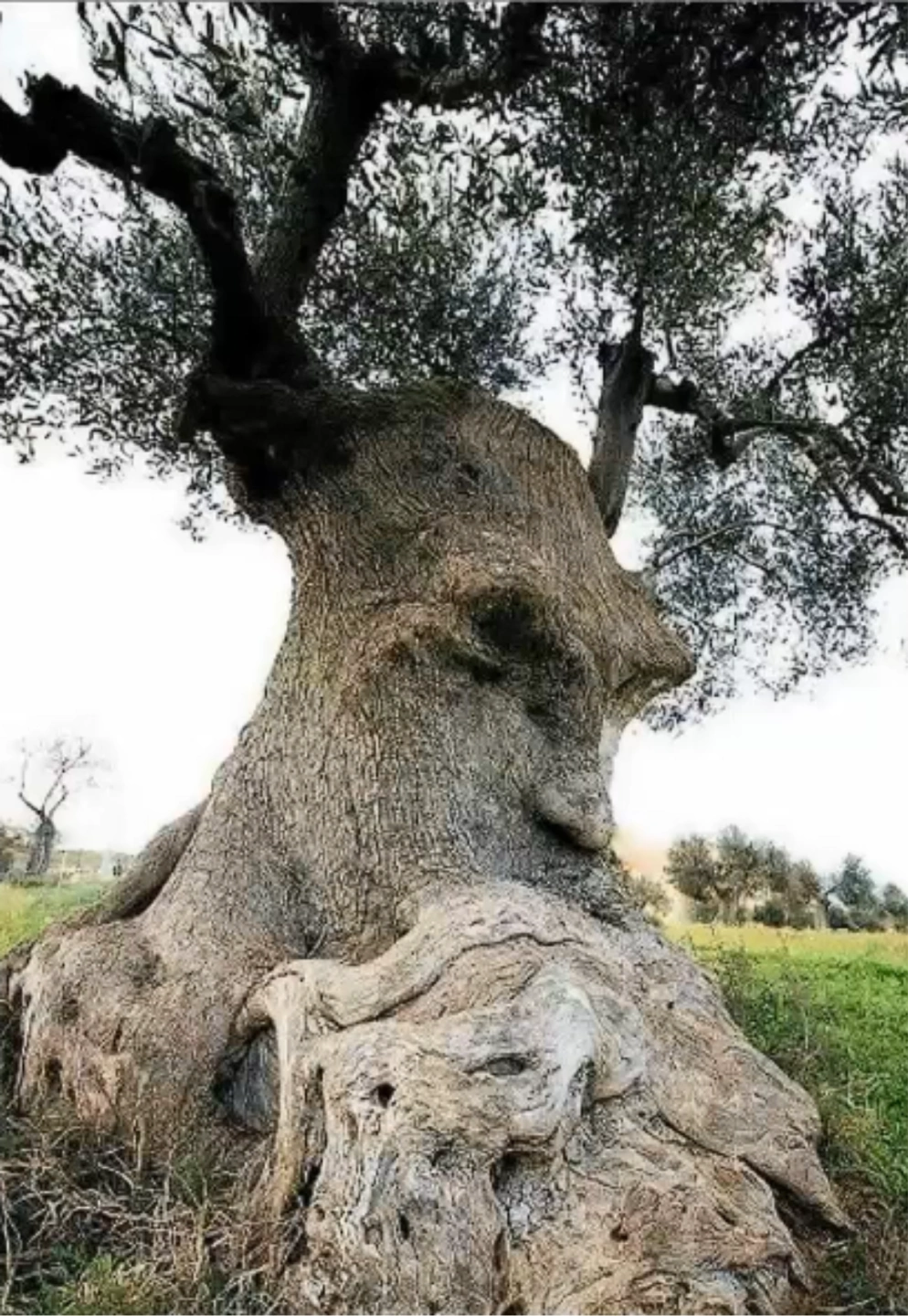 Thinking tree.png