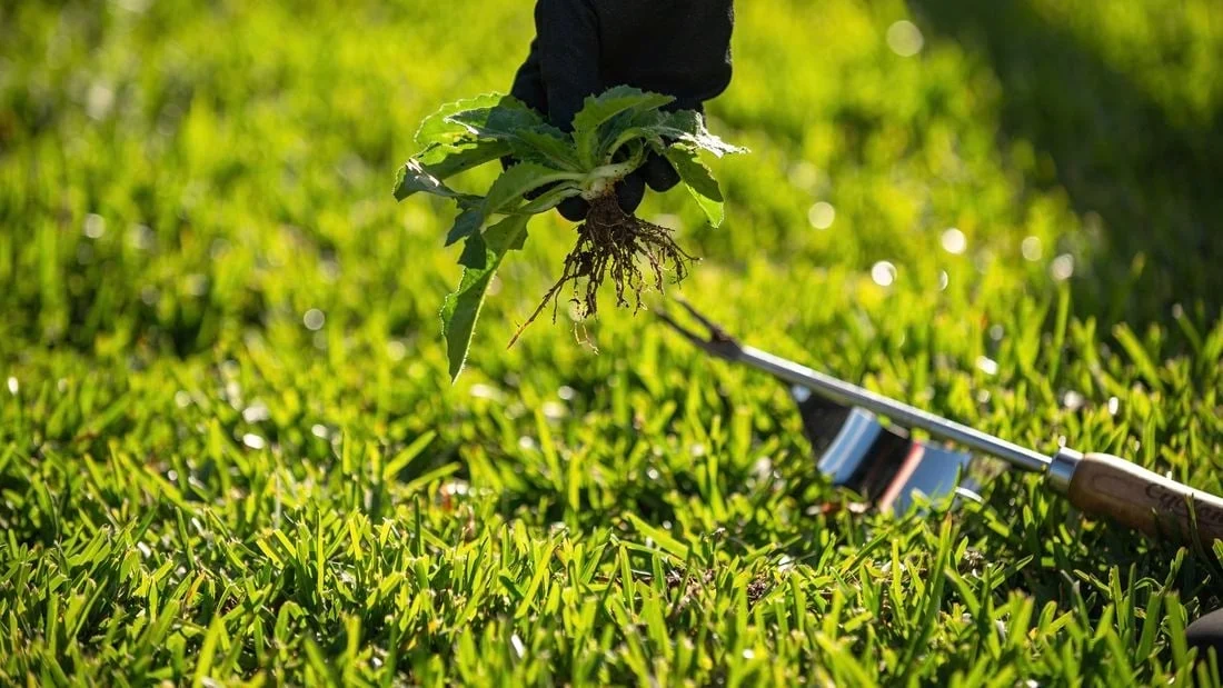 Weed removal Image.jpeg