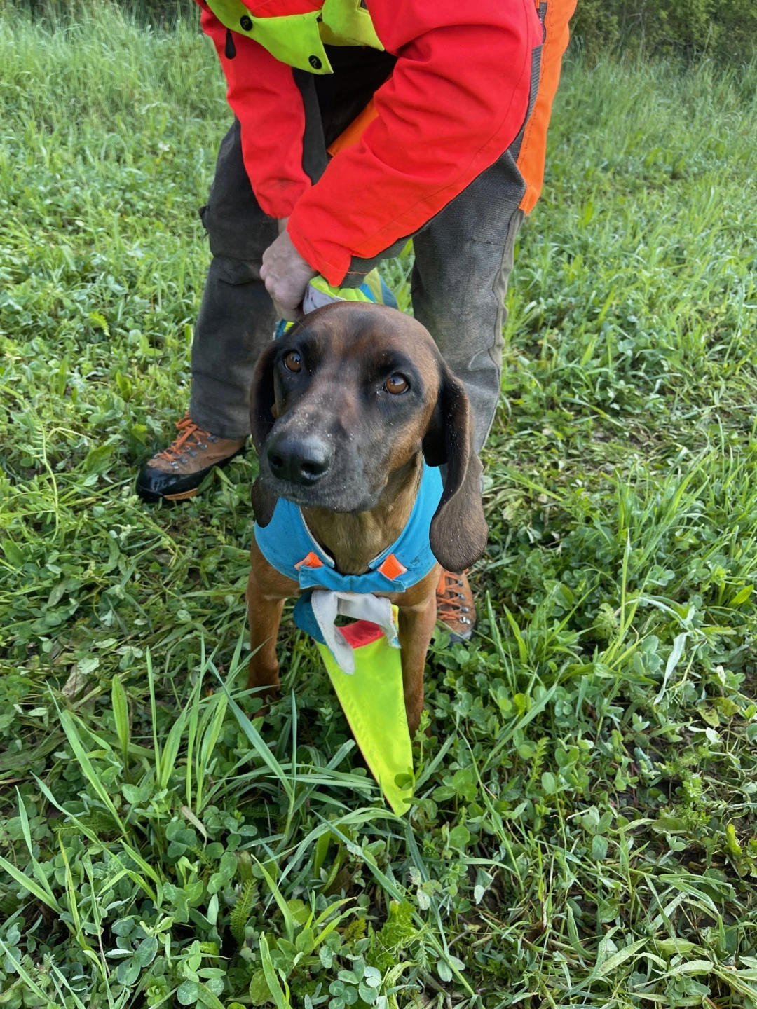 Eifeld German Tracking with Bavarian Mountain Dog 9.jpg