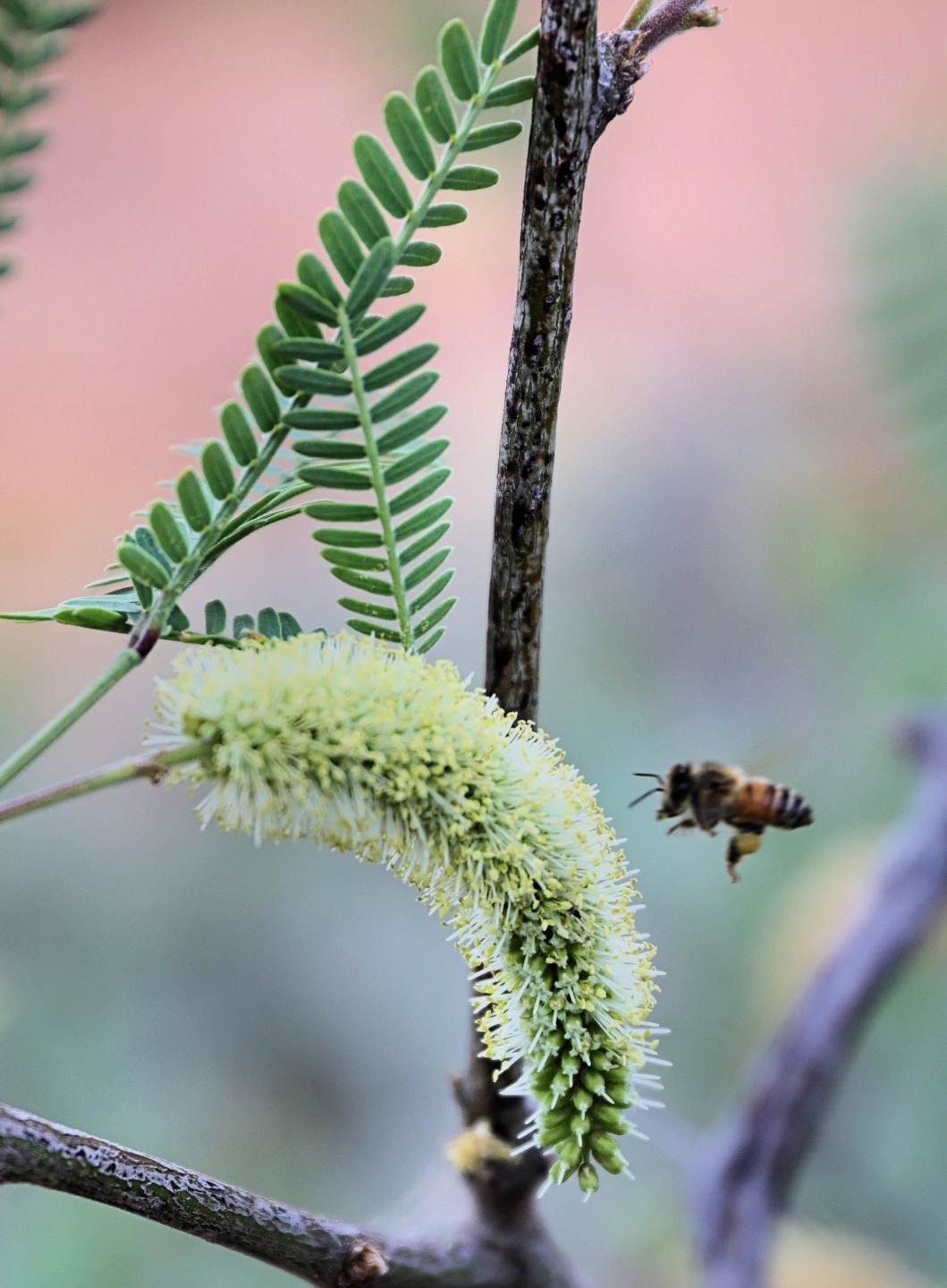 bee on flower small.jpg