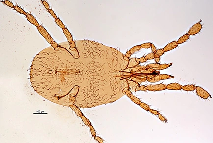Cover Image Abrolophus ripicola NZ.jpg