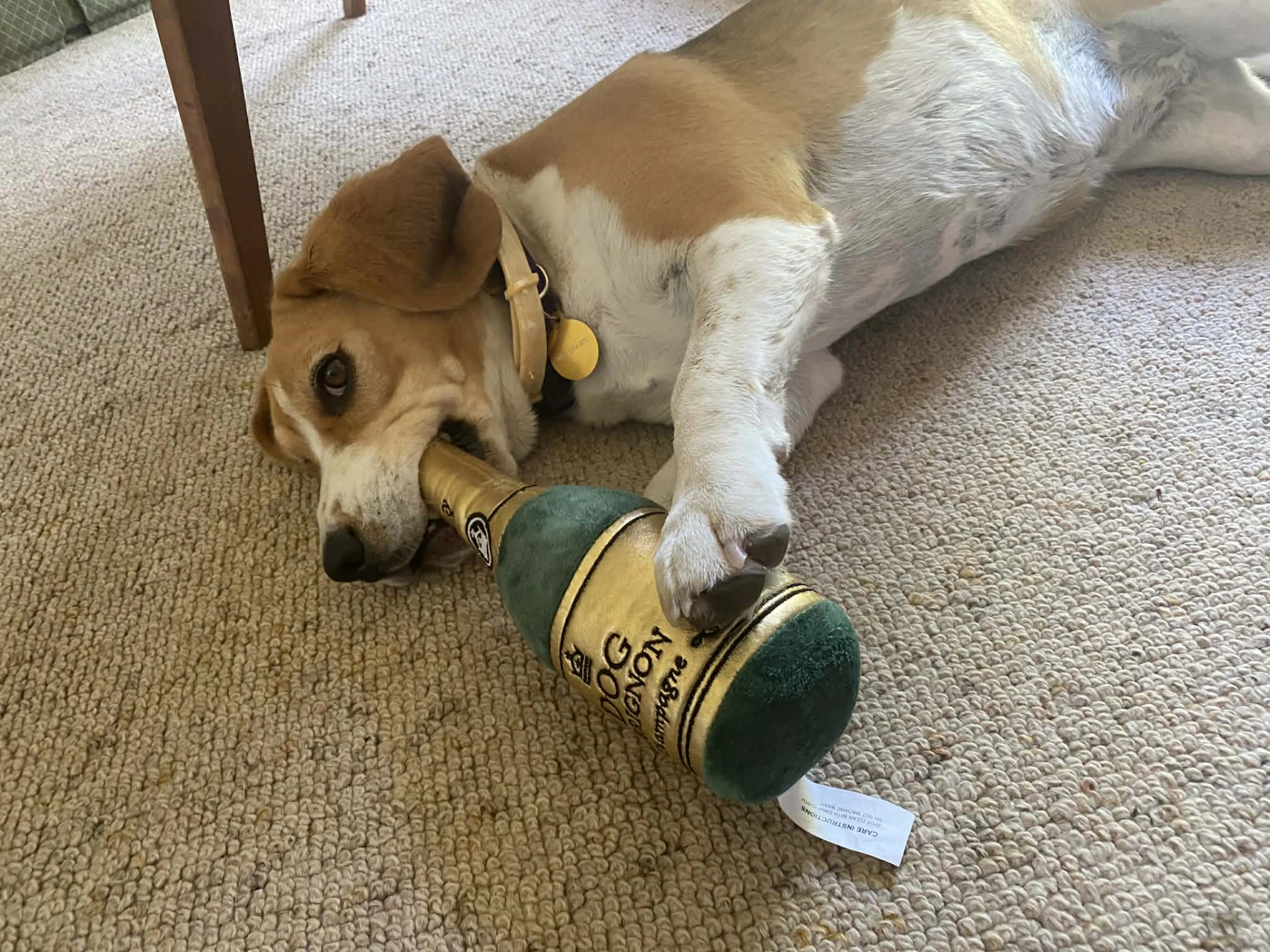 dogperignon.jpg