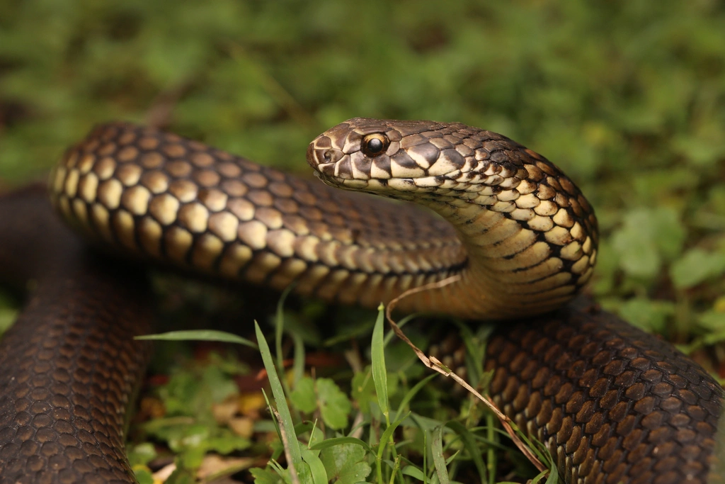 Highlands copperhead.jpg