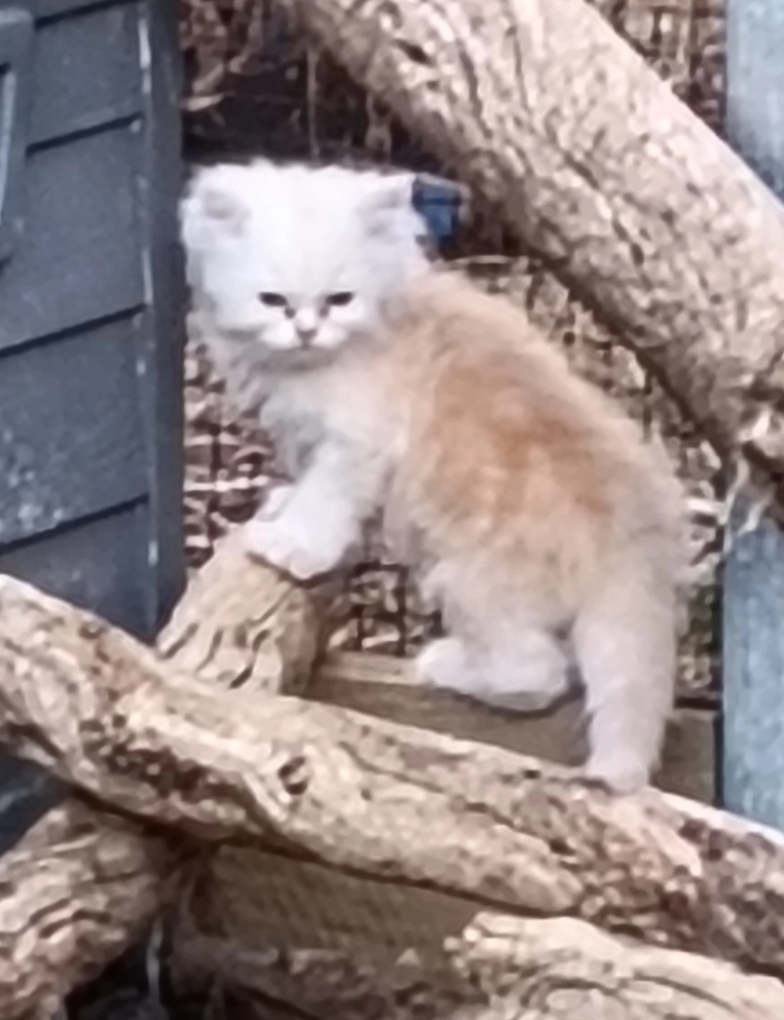 IMG20250203185500 3.jpg