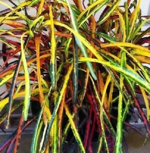 croton - Zanzibar.jpg